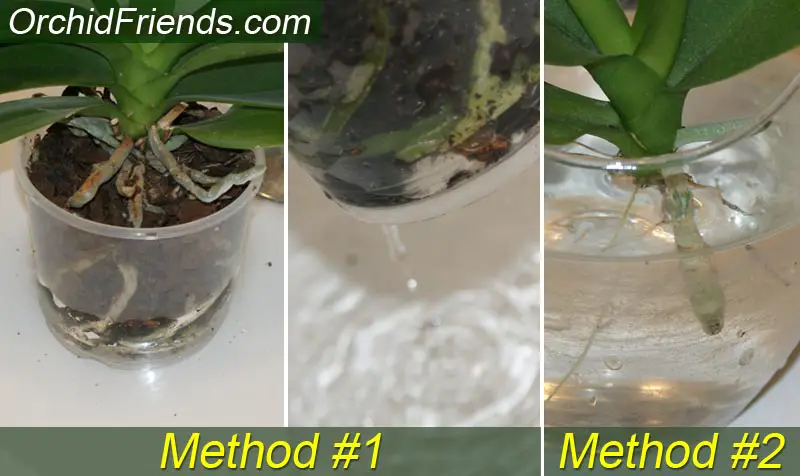 How to Rehydrate Orchids 