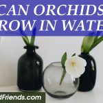 Can orchids grow in water