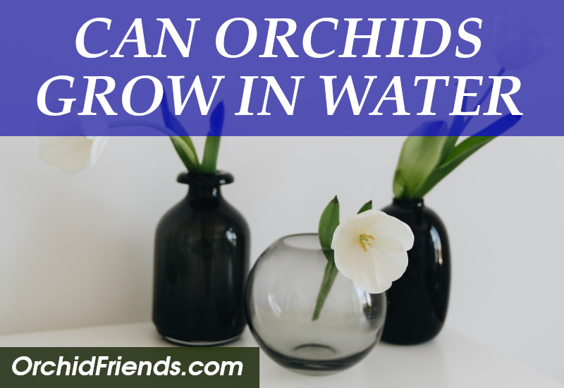 Can orchids grow in water