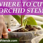 Where to cut orchid stem