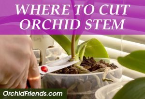 Where to cut orchid stem