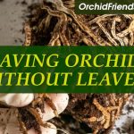 How to save an orchid without leaves