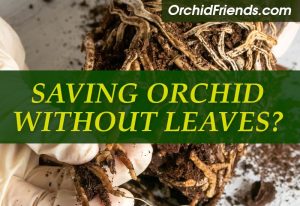 How to save an orchid without leaves