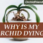 Why is my orchid dying