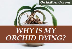 Why is my orchid dying