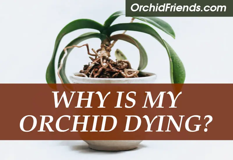 Why is My Orchid Dying? Orchid Friends