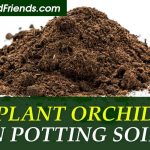 Can I plant orchids in potting soil