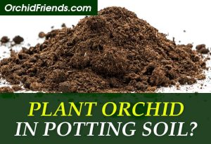 Can I plant orchids in potting soil