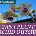 Can I plant orchids outside