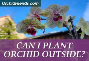 Can I plant orchids outside