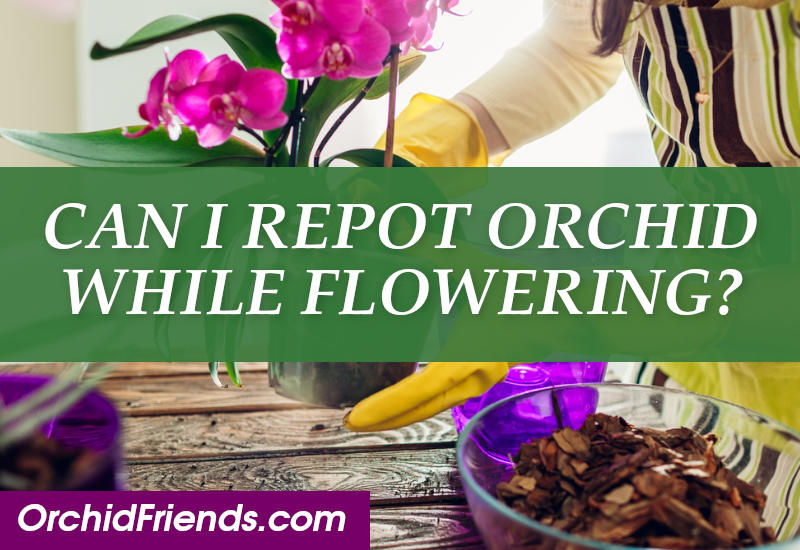 Can you repot orchid while flowering