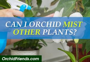 Can you use orchid mist on other plants