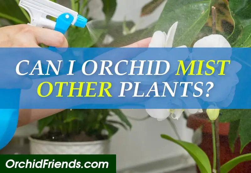 Can you use orchid mist on other plants