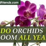 Do orchids bloom all year