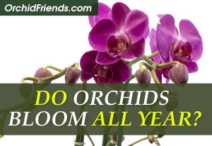 Do orchids bloom all year