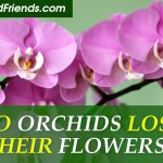 Do orchids lose their flowers