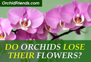 Do orchids lose their flowers