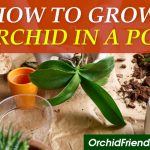 How to grow an orchid in a pot