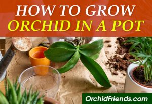 How to grow an orchid in a pot