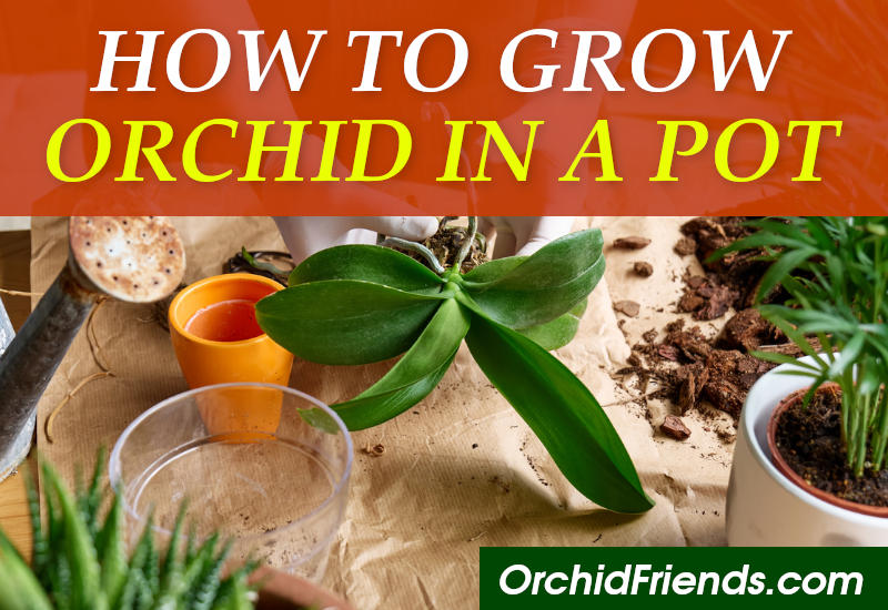 How to grow an orchid in a pot