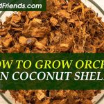 How to grow orchid in coconut shell