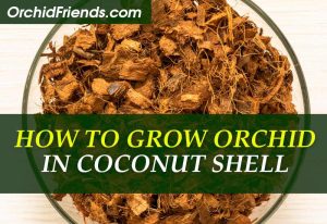 How to grow orchid in coconut shell