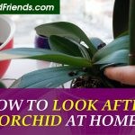 How to look after orchids at home