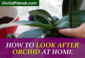 How to look after orchids at home