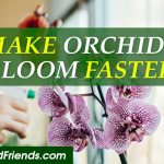 How to make orchid bloom faster