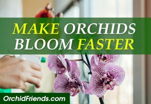 How to make orchid bloom faster