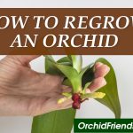 How to regrow an orchid