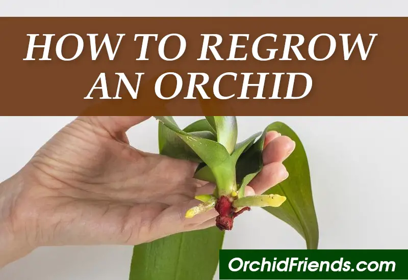 How to Regrow an Orchid Orchid Friends