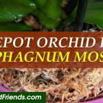 How to repot orchids in sphagnum moss