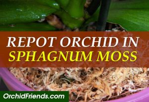 How to repot orchids in sphagnum moss