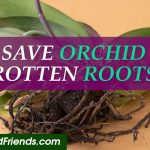 How to save orchid with rotten roots