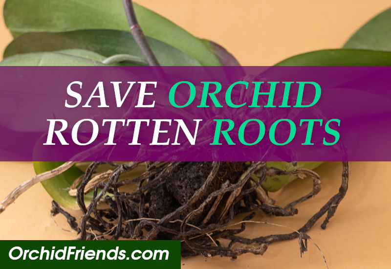How to save orchid with rotten roots