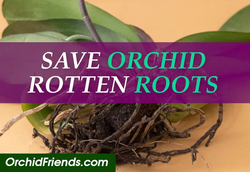 How to save orchid with rotten roots