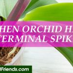 What Happens When an Orchid Has a Terminal Spike