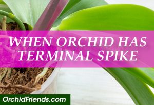 What Happens When an Orchid Has a Terminal Spike