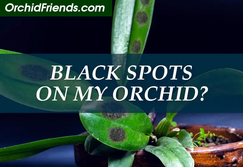 What Are the Black Spots on My Orchids? - Orchid Friends