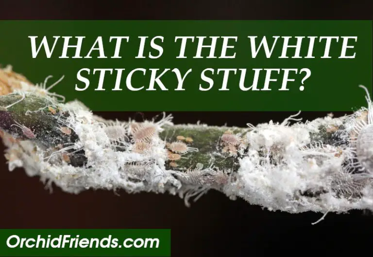 what-is-the-white-sticky-stuff-on-my-orchids-orchid-friends