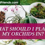 What should I plant my orchids in