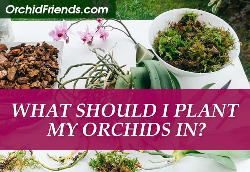 What should I plant my orchids in