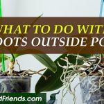 What to do with orchid roots outside the pot