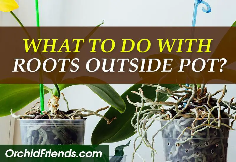 What to do with orchid roots outside the pot