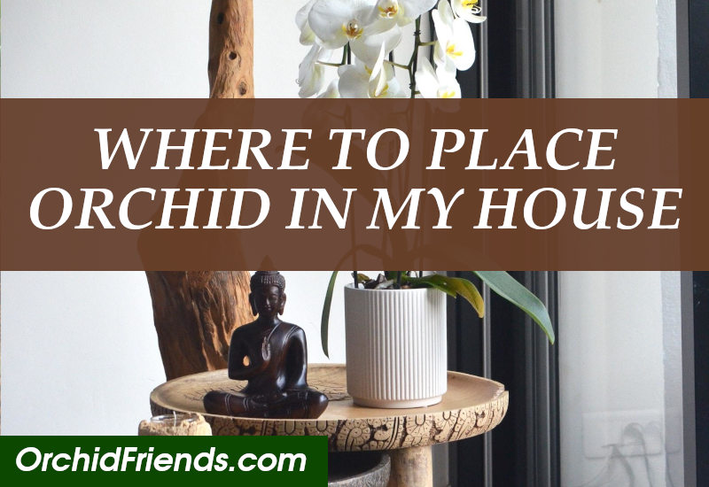 Where Should I Put My Orchid in My House