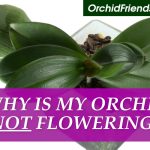 Why my orchid is not flowering