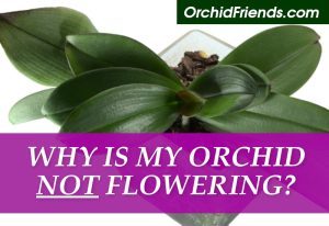 Why my orchid is not flowering