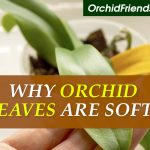 Why my orchid leaves are soft