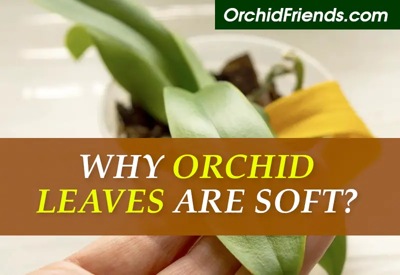 Why my orchid leaves are soft
